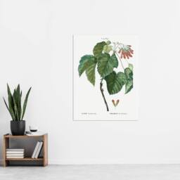 "Artery8 Acer Tataricum Botanical Redoute Vintage Wall Art Print Poster in White - Size: W12"" x H16""" - thumbnail 4