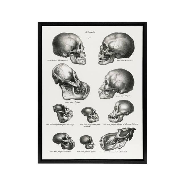 "Artery8 Human Monkey & Ape Skulls Visser Black Framed Canvas Wall Art in White - Size: W24"" x H32""" - image 1