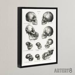 "Artery8 Human Monkey & Ape Skulls Visser Black Framed Canvas Wall Art in White - Size: W24"" x H32""" - thumbnail 2