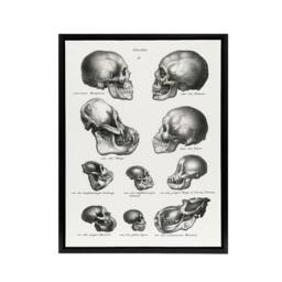 "Artery8 Human Monkey & Ape Skulls Visser Black Framed Canvas Wall Art in White - Size: W24"" x H32""" - thumbnail 1