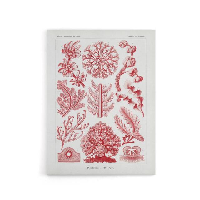 "Artery8 Florideophyceae Red Algae Haeckel Botanical Canvas Wall Art in White - Size: W18"" x H24""" - image 1