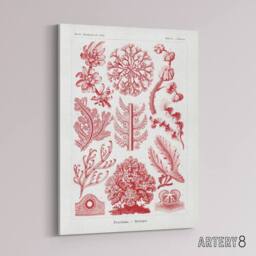 "Artery8 Florideophyceae Red Algae Haeckel Botanical Canvas Wall Art in White - Size: W18"" x H24""" - thumbnail 2