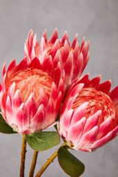 Orsina Fiori Artificial flowers 92cm Bird Of Paradise in Pink - thumbnail 2