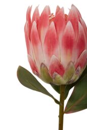 Orsina Fiori Artificial flowers 92cm Bird Of Paradise in Pink - thumbnail 6