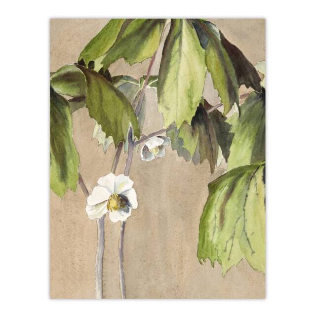 "Artery8 May Apple Flower Watercolour Vintage Wall Art Print Overbeck in Beige - Size: W18"" x H24""" - image 1