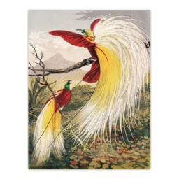 Artery8 Benjamin Fawcett Framed Wall Art Print Bird of Paradise Exotic Animal - Size: A4 - thumbnail 3