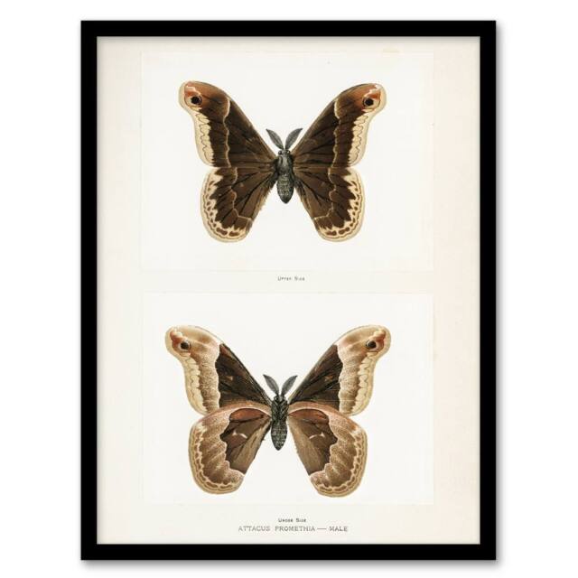 Artery8 Promethea Silkmoth Male Sherman Denton Framed Wall Art Print in White - Size: A4 - image 1