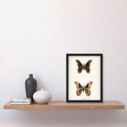 Artery8 Promethea Silkmoth Male Sherman Denton Framed Wall Art Print in White - Size: A4 - thumbnail 4