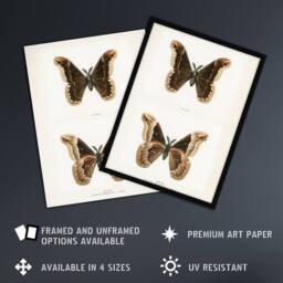 Artery8 Promethea Silkmoth Male Sherman Denton Framed Wall Art Print in White - Size: A4 - thumbnail 2