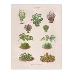 Artery8 Ernst Benary Botanical Bushes Vintage Illustration Framed Art Print in White - Size: A4 - thumbnail 3