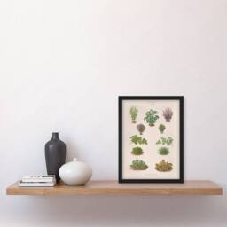 Artery8 Ernst Benary Botanical Bushes Vintage Illustration Framed Art Print in White - Size: A4 - thumbnail 2