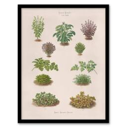 Artery8 Ernst Benary Botanical Bushes Vintage Illustration Framed Art Print in White - Size: A4 - thumbnail 1