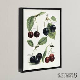 "Artery8 Vintage Illustration of Cherry Varieties Wright Framed Canvas Wall Art in White - Size: W12"" x H16""" - thumbnail 2