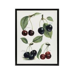 "Artery8 Vintage Illustration of Cherry Varieties Wright Framed Canvas Wall Art in White - Size: W12"" x H16""" - thumbnail 1