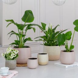 Ivyline Celeste Dusky Pink Planter H21Cm D26Cm - thumbnail 5