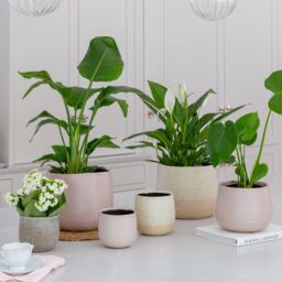 Ivyline Celeste Dusky Pink Planter H21Cm D26Cm