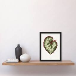 Artery8 AF Lydon Benjamin Fawcett Begonia Rex Leaf Framed Wall Art Print in White - Size: A4 - thumbnail 4