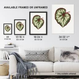 Artery8 AF Lydon Benjamin Fawcett Begonia Rex Leaf Framed Wall Art Print in White - Size: A4 - thumbnail 3