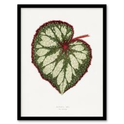 Artery8 AF Lydon Benjamin Fawcett Begonia Rex Leaf Framed Wall Art Print in White - Size: A4 - thumbnail 1