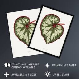 Artery8 AF Lydon Benjamin Fawcett Begonia Rex Leaf Framed Wall Art Print in White - Size: A4 - thumbnail 2