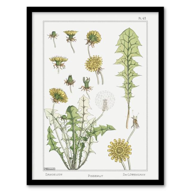Artery8 Dandelion Flower Plant Vintage Floral Framed Wall Art Print Verneuil in White - Size: A4 - image 1