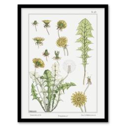 Artery8 Dandelion Flower Plant Vintage Floral Framed Wall Art Print Verneuil in White - Size: A4 - thumbnail 1