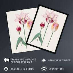 "Artery8 Blooming Tulip Flower Anselmus de Boodt Framed Wall Art Print in White - Size: W12"" x H16""" - thumbnail 2