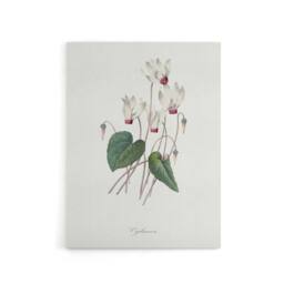 "Artery8 Cyclamen Floral Illustration Redoute Vintage Canvas Wall Art in White - Size: W18"" x H24""" - thumbnail 1