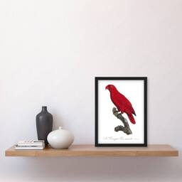 "Artery8 The Cardinal Lory Parrot Francois Levaillant Framed Wall Art Print in White - Size: W12"" x H16""" - thumbnail 4