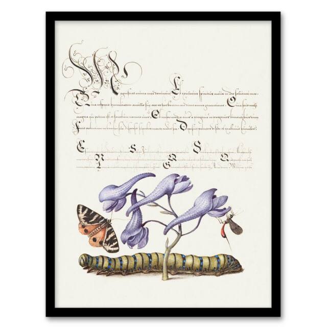 Artery8 Model Book of Calligraphy Framed Wall Art Butterfly Caterpillar & Flower in White - Size: A4 - image 1
