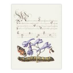 Artery8 Model Book of Calligraphy Framed Wall Art Butterfly Caterpillar & Flower in White - Size: A4 - thumbnail 3