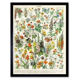 "Wee Blue Coo Millot Encyclopedia Page Flowers Plants 12x16"" Framed Wall Art Print - Size: W12"" x H16""" - thumbnail 1