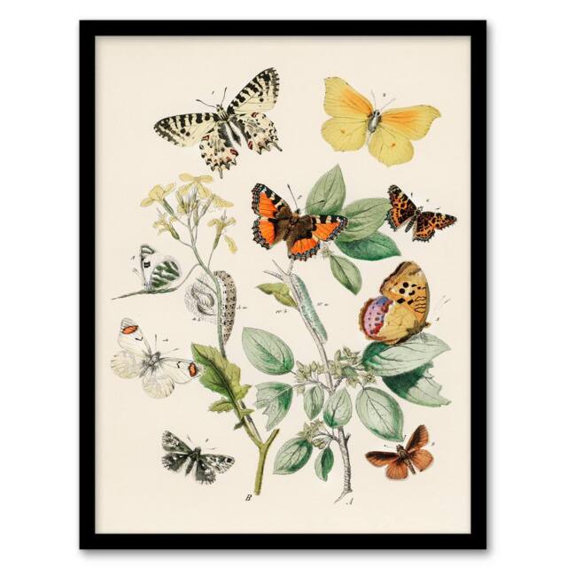 Artery8 William Forsell Kirby Framed Wall Art Butterflies Moths Catepillars in White - Size: A4 - image 1