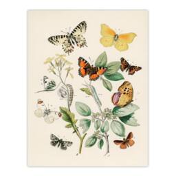 Artery8 William Forsell Kirby Framed Wall Art Butterflies Moths Catepillars in White - Size: A4 - thumbnail 3