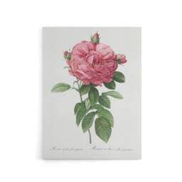 "Artery8 Giant Gallica Rose Floral Redoute Vintage Canvas Wall Art in White - Size: W18"" x H24""" - thumbnail 1