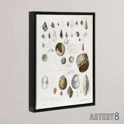 "Artery8 James De Kay Seashell Variety Illustration Framed Canvas Art Print in White - Size: W12"" x H16""" - thumbnail 2
