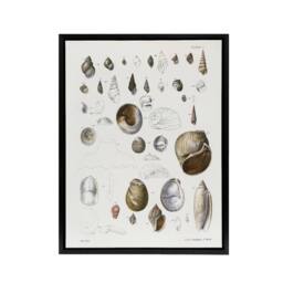 "Artery8 James De Kay Seashell Variety Illustration Framed Canvas Art Print in White - Size: W12"" x H16""" - thumbnail 1