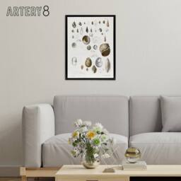 "Artery8 James De Kay Seashell Variety Illustration Framed Canvas Art Print in White - Size: W12"" x H16""" - thumbnail 3