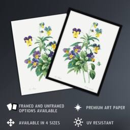 Artery8 Wild Pansy Flower Illustration Redoute Vintage Framed Wall Art Print in White - Size: A4 - thumbnail 2