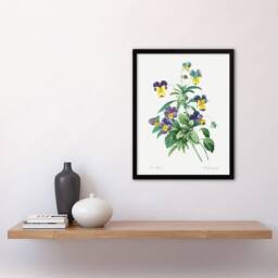Artery8 Wild Pansy Flower Illustration Redoute Vintage Framed Wall Art Print in White - Size: A4 - thumbnail 4