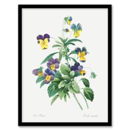 Artery8 Wild Pansy Flower Illustration Redoute Vintage Framed Wall Art Print in White - Size: A4 - thumbnail 1
