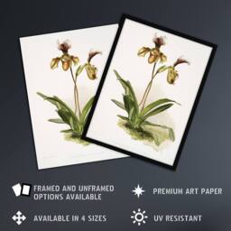 Artery8 Frederick Sander Cypripedium Calypso Orchid Flowers Framed Art Print - Size: A4 - thumbnail 2