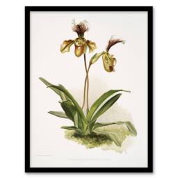 Artery8 Frederick Sander Cypripedium Calypso Orchid Flowers Framed Art Print - Size: A4 - thumbnail 1