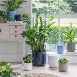 Ivyline Lisbon Planter Greige H26Cm D26Cm- Ceramic- Best Seller- Available from 12cm to 26 cm & 5 colours in Brown - thumbnail 5