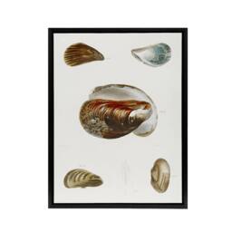 "Artery8 James De Kay Different Types of Mussel Seashells Framed Canvas Art in White - Size: W12"" x H16""" - thumbnail 1