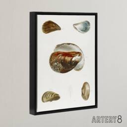 "Artery8 James De Kay Different Types of Mussel Seashells Framed Canvas Art in White - Size: W12"" x H16""" - thumbnail 2