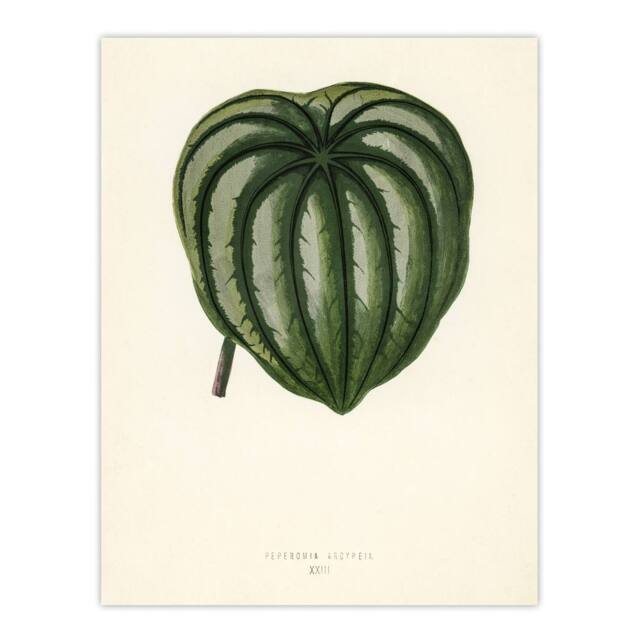 "Artery8 Vintage Botanical Pepper Elder Leaf Fawcett Wall Art Poster Print in Beige - Size: W18"" x H24""" - image 1