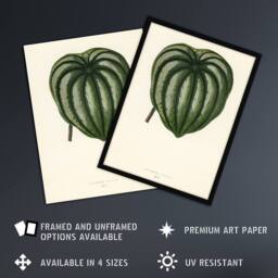 "Artery8 Vintage Botanical Pepper Elder Leaf Fawcett Wall Art Poster Print in Beige - Size: W18"" x H24""" - thumbnail 2