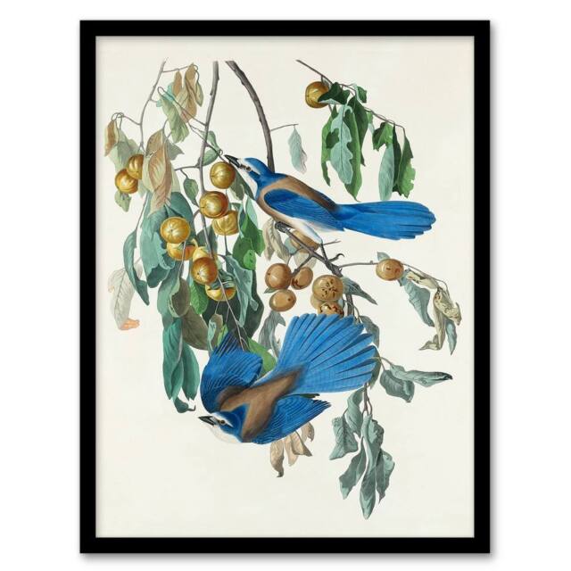 Artery8 John James Audubon Framed Wall Art Florida Jay & Persimmon Tree in White - Size: A4 - image 1