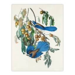 Artery8 John James Audubon Framed Wall Art Florida Jay & Persimmon Tree in White - Size: A4 - thumbnail 3
